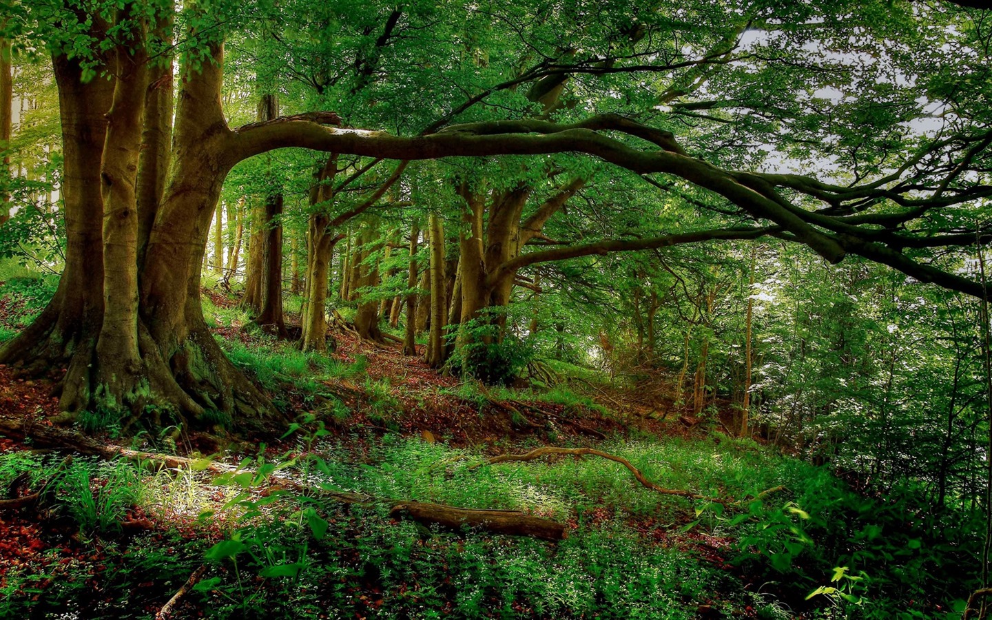 나무, 산, 물, 일출과 일몰, 자연 풍경의 HD 배경 화면 #22 - 1440x900