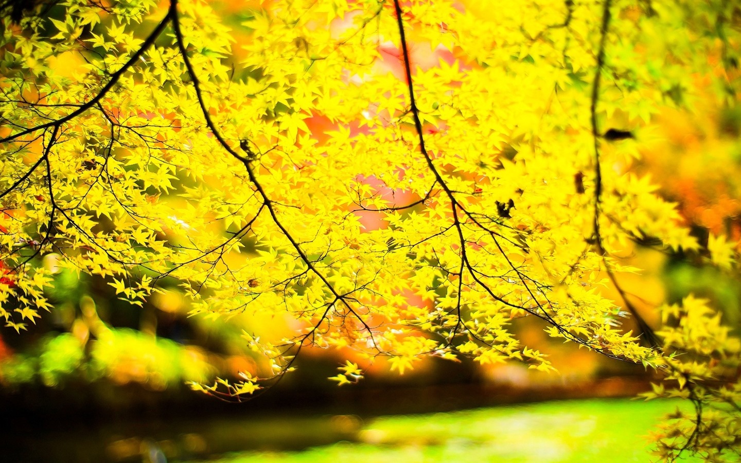나무, 산, 물, 일출과 일몰, 자연 풍경의 HD 배경 화면 #30 - 1440x900