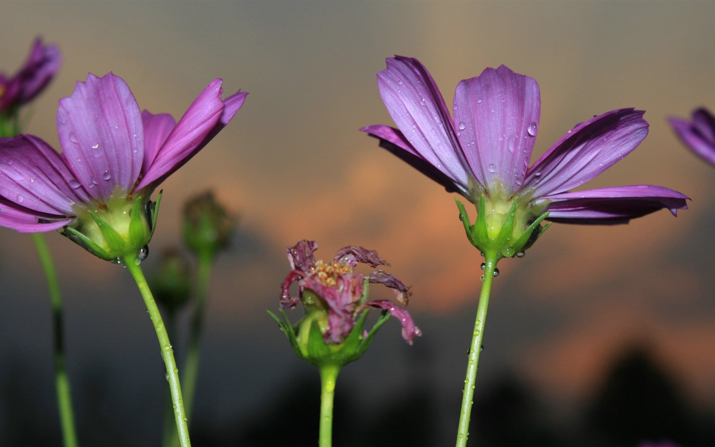 Gesang fonds d'écran fleurs de bureau #15 - 1440x900