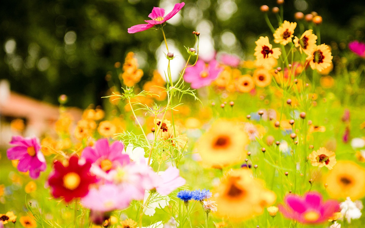 신선한 꽃과 식물을 테마로 바탕 화면을 봄 #6 - 1440x900