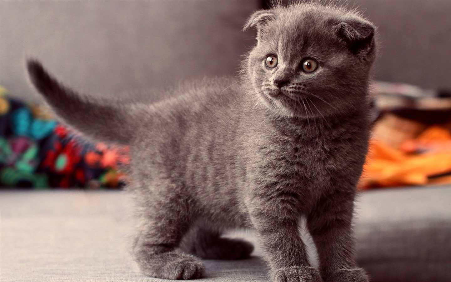 Cute pets, Scottish Fold cat HD wallpapers #7 - 1440x900