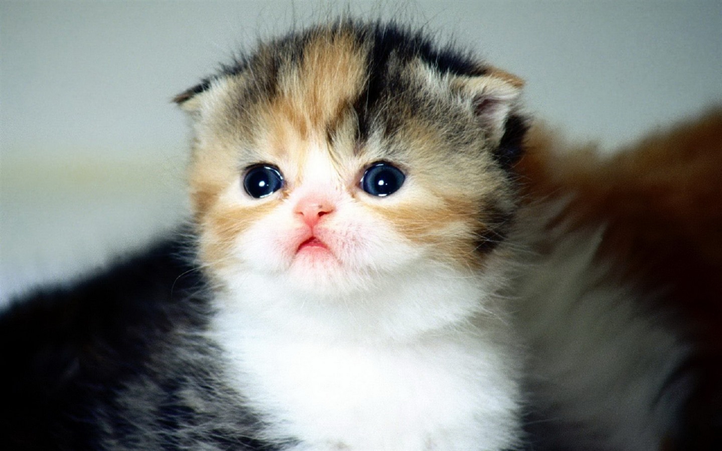 Cute pets, Scottish Fold cat HD wallpapers #8 - 1440x900