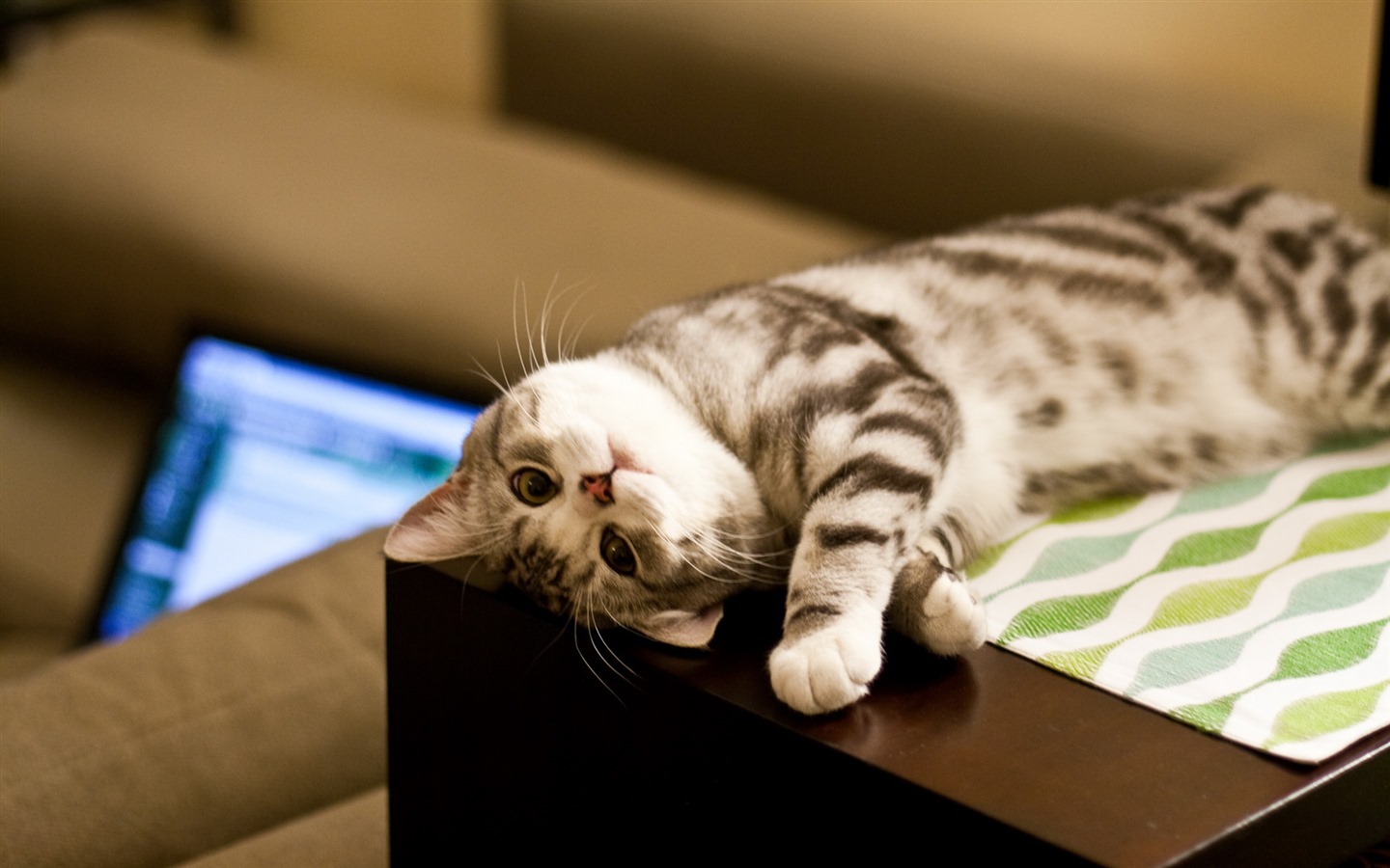 Roztomilé domácí zvířata, Scottish Fold kočka HD tapety na plochu #9 - 1440x900