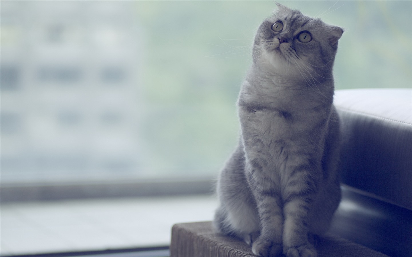 Cute pets, Scottish Fold cat HD wallpapers #12 - 1440x900