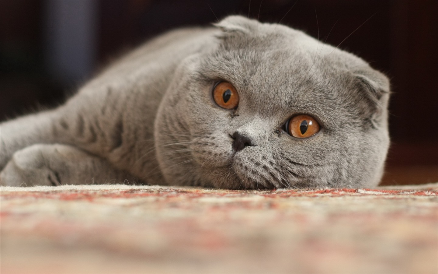 Cute pets, Scottish Fold cat HD wallpapers #13 - 1440x900