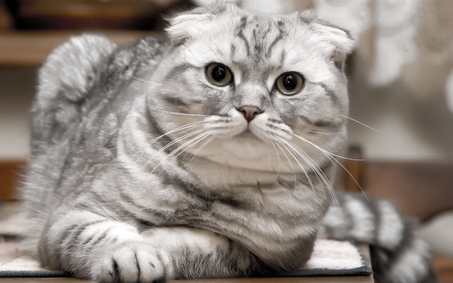 Cute pets, Scottish Fold cat HD wallpapers #14 - 1440x900