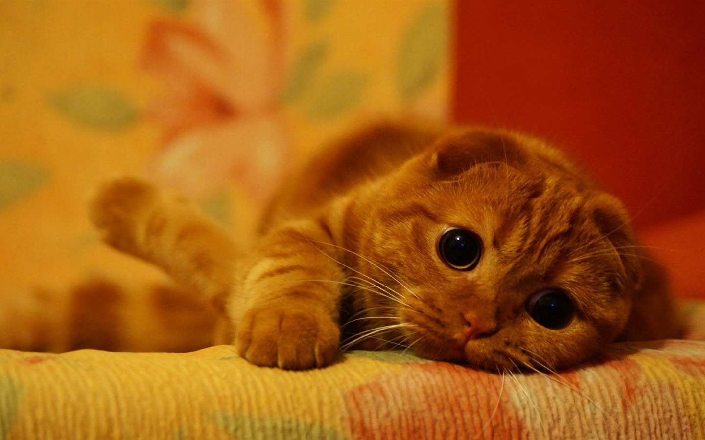 Cute pets, Scottish Fold cat HD wallpapers #18 - 1440x900