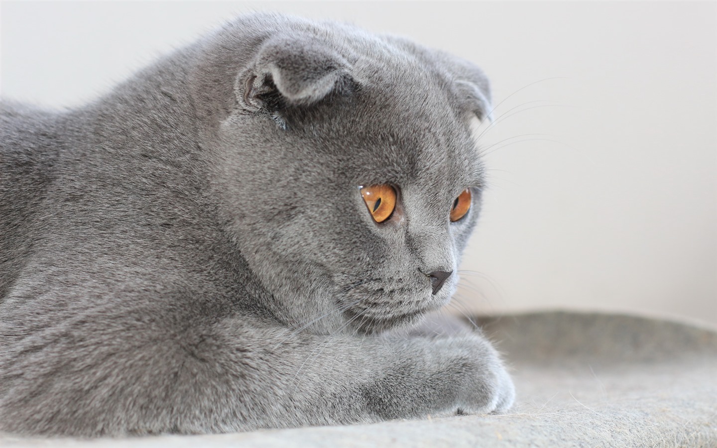 Cute pets, Scottish Fold cat HD wallpapers #34 - 1440x900