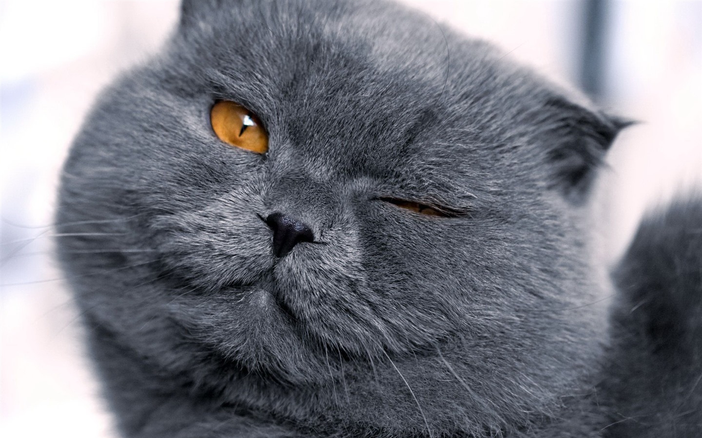 tiernas mascotas, fondos de pantalla HD escoceses plegable el gato #37 - 1440x900