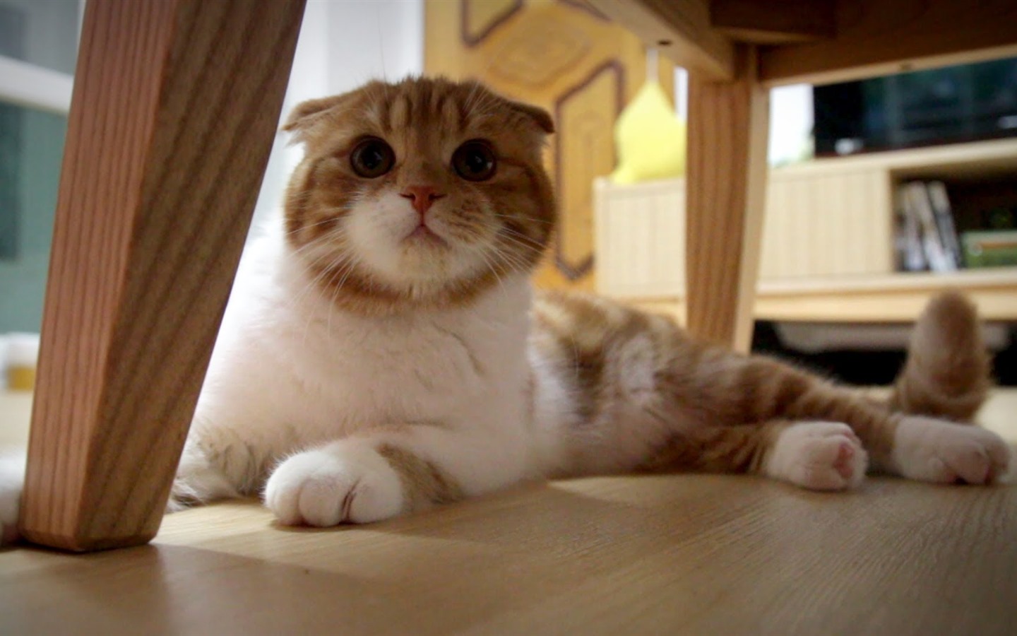 tiernas mascotas, fondos de pantalla HD escoceses plegable el gato #40 - 1440x900