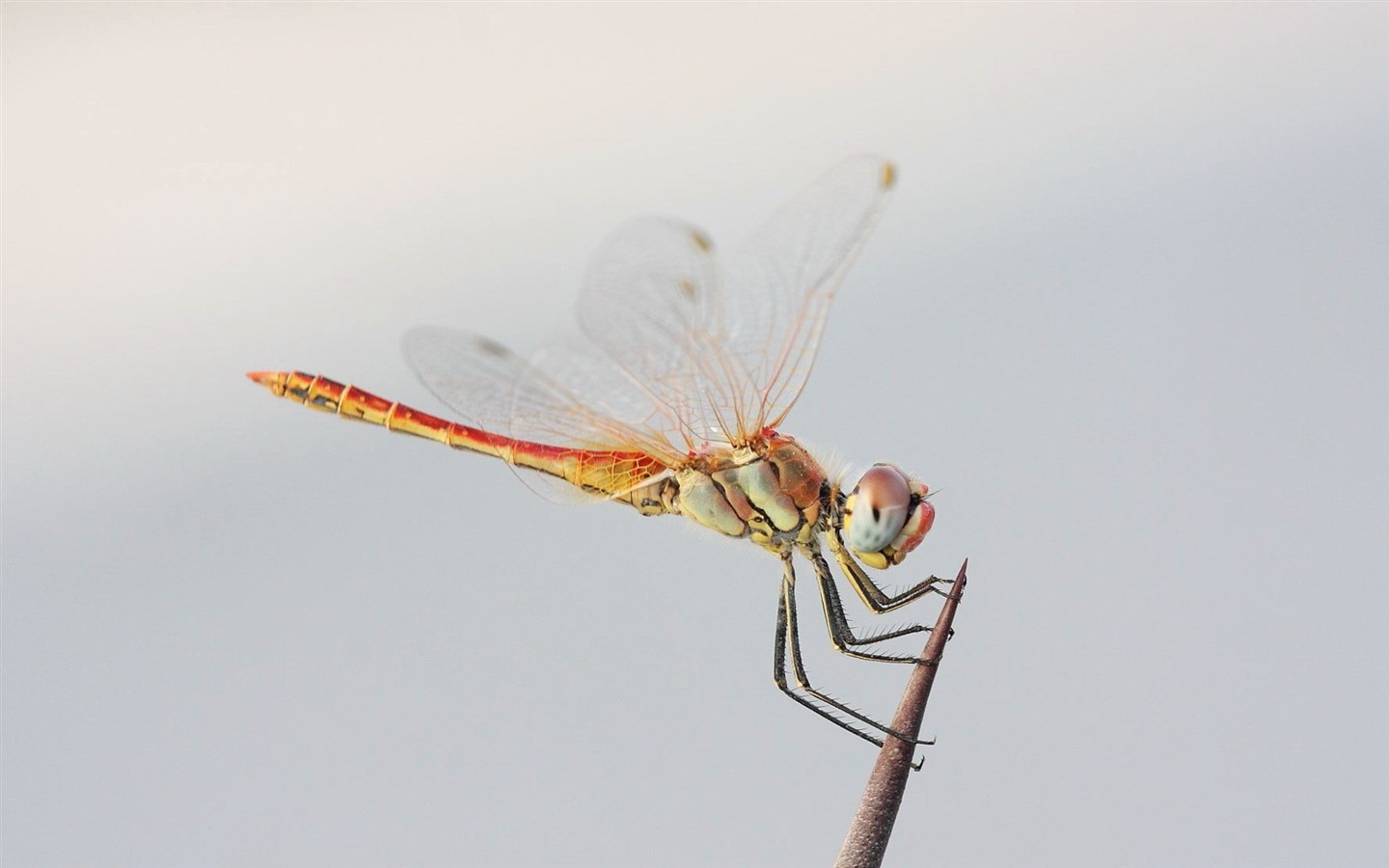 Insecte close-up, fonds d'écran HD libellule #6 - 1440x900