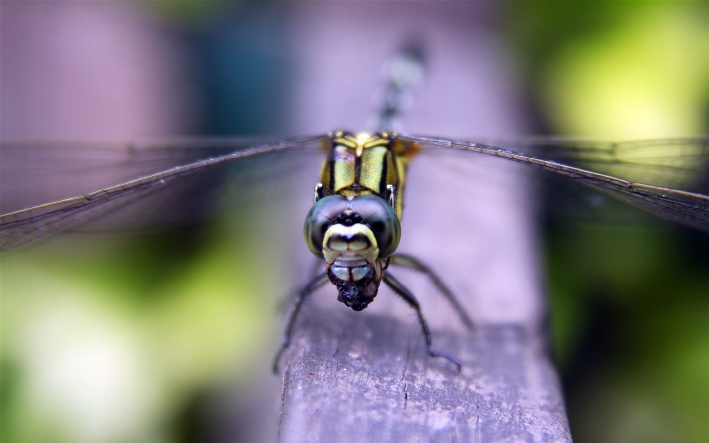 Insecte close-up, fonds d'écran HD libellule #8 - 1440x900