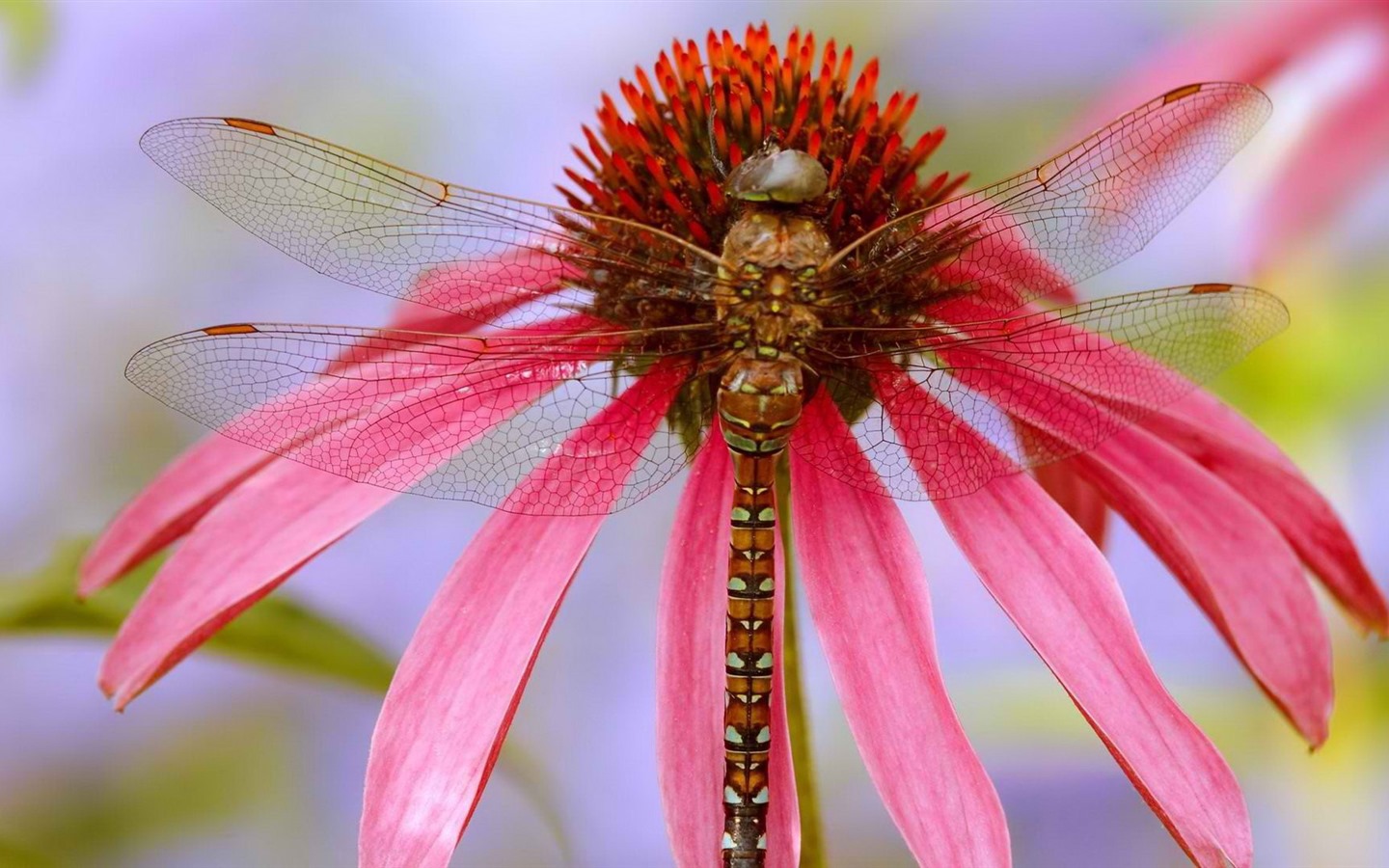 昆虫特写，蜻蜓高清壁纸20 - 1440x900