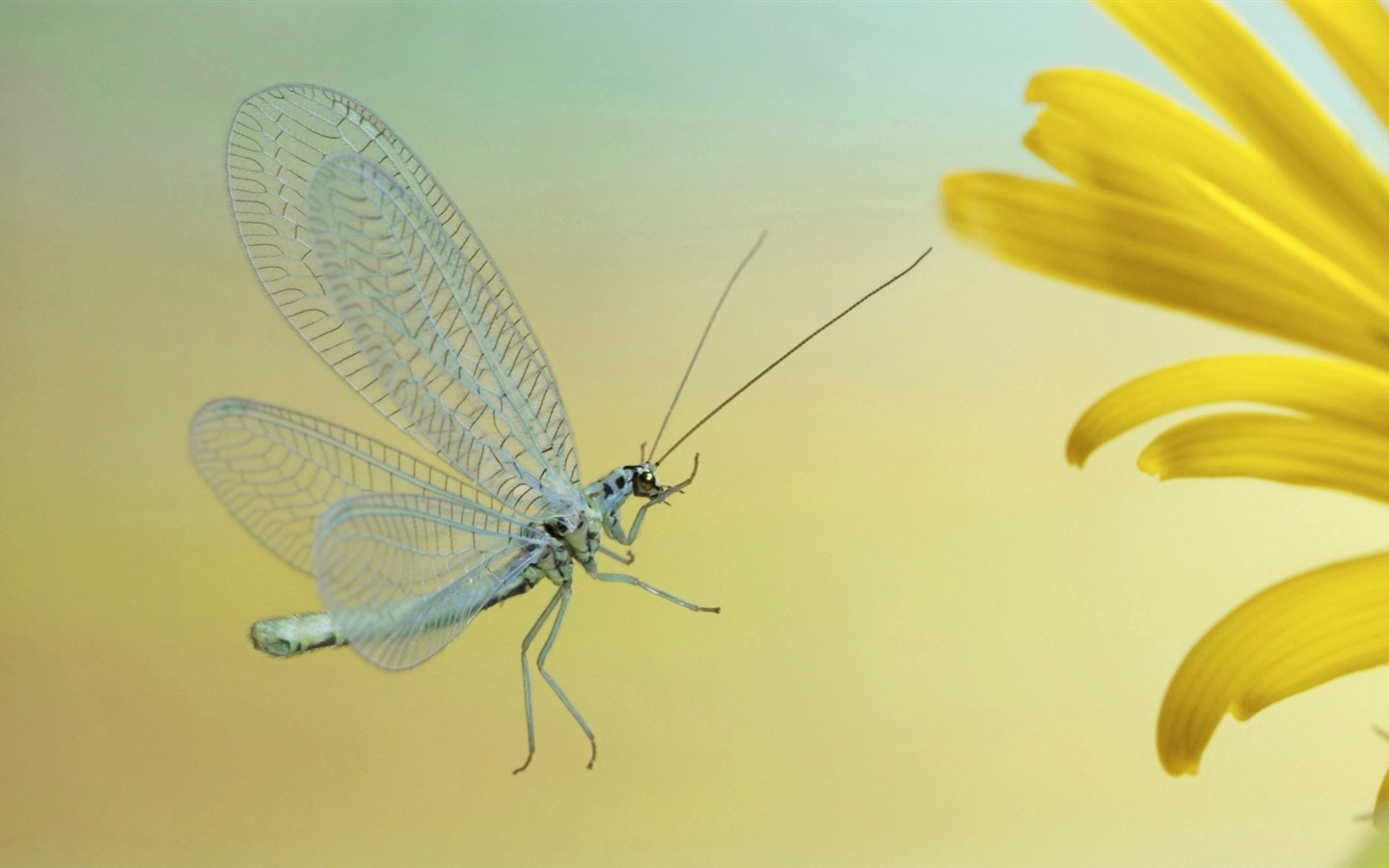 Insectos primer plano, fondos de pantalla de alta definición de la libélula #21 - 1440x900
