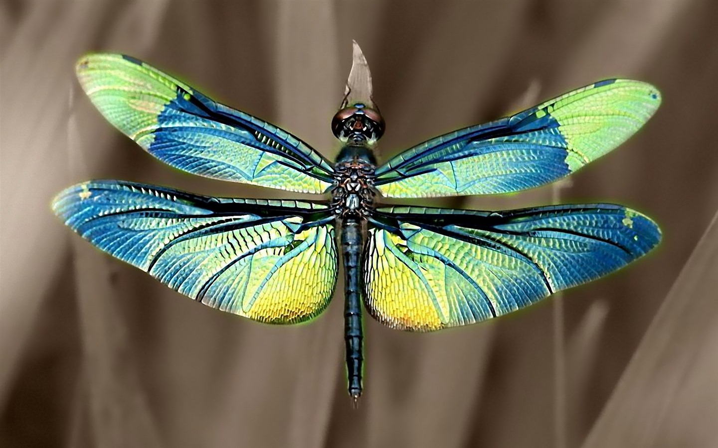 昆虫特写，蜻蜓高清壁纸35 - 1440x900