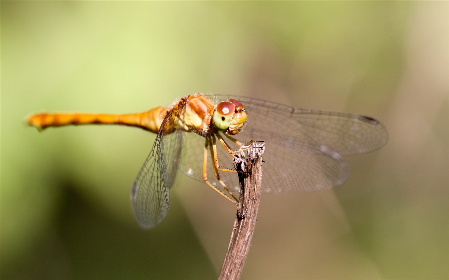 Insect close-up, dragonfly HD wallpapers #37 - 1440x900