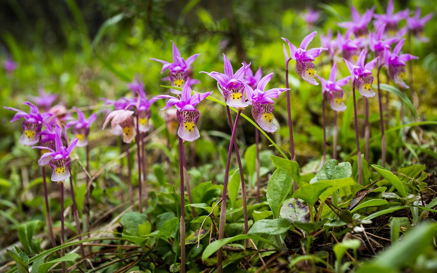 Juin 2016 fonds d'écran Bing thème HD (2) #27 - 1440x900