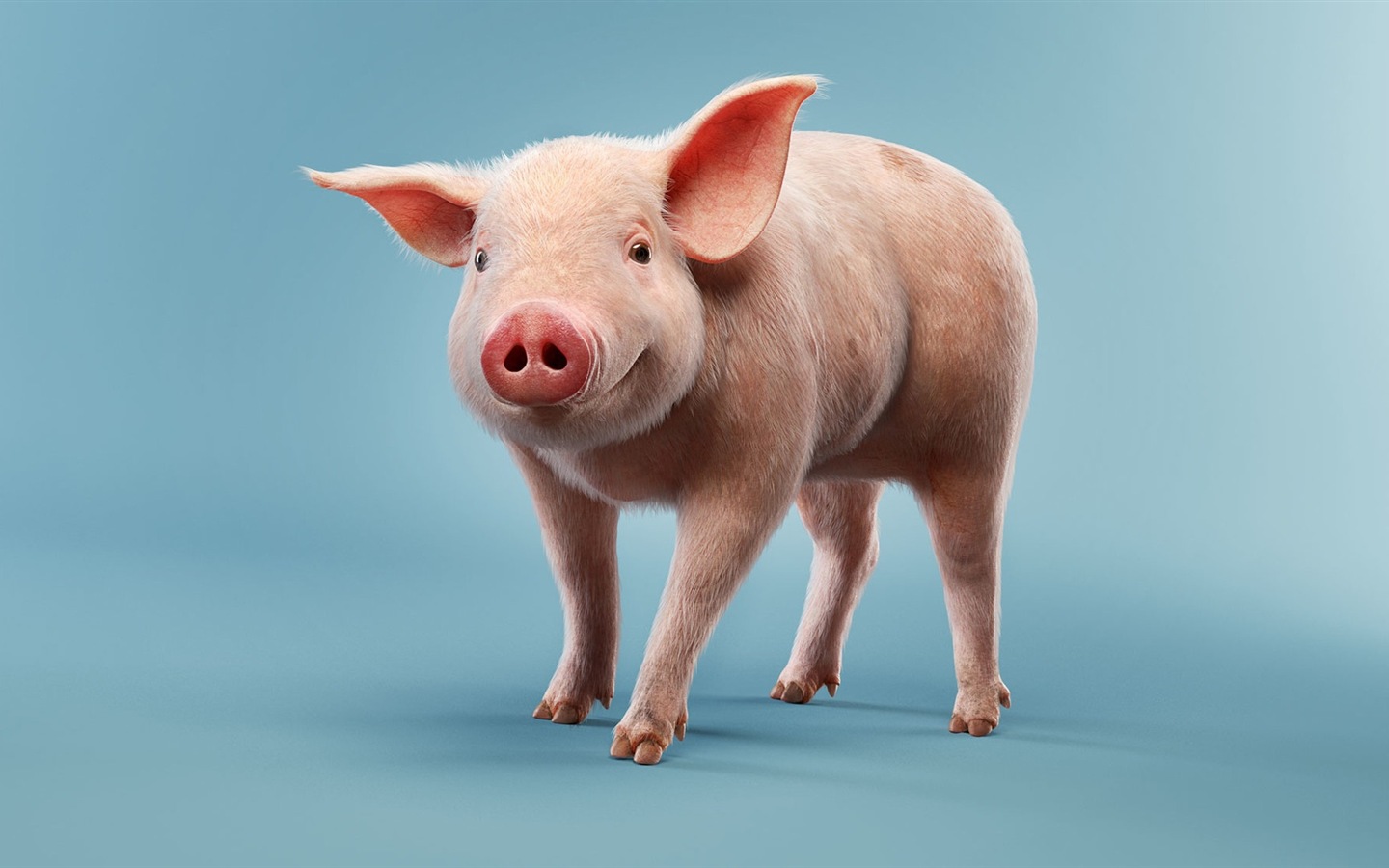 猪年关于猪的高清壁纸1 - 1440x900