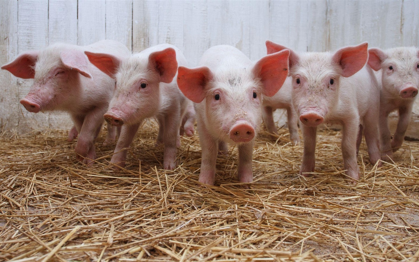 Pig Year about Pigs fondos de pantalla HD #5 - 1440x900