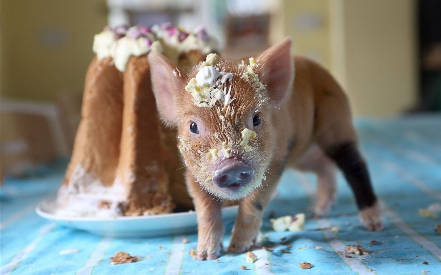 Pig Year about pigs HD wallpapers #6 - 1440x900