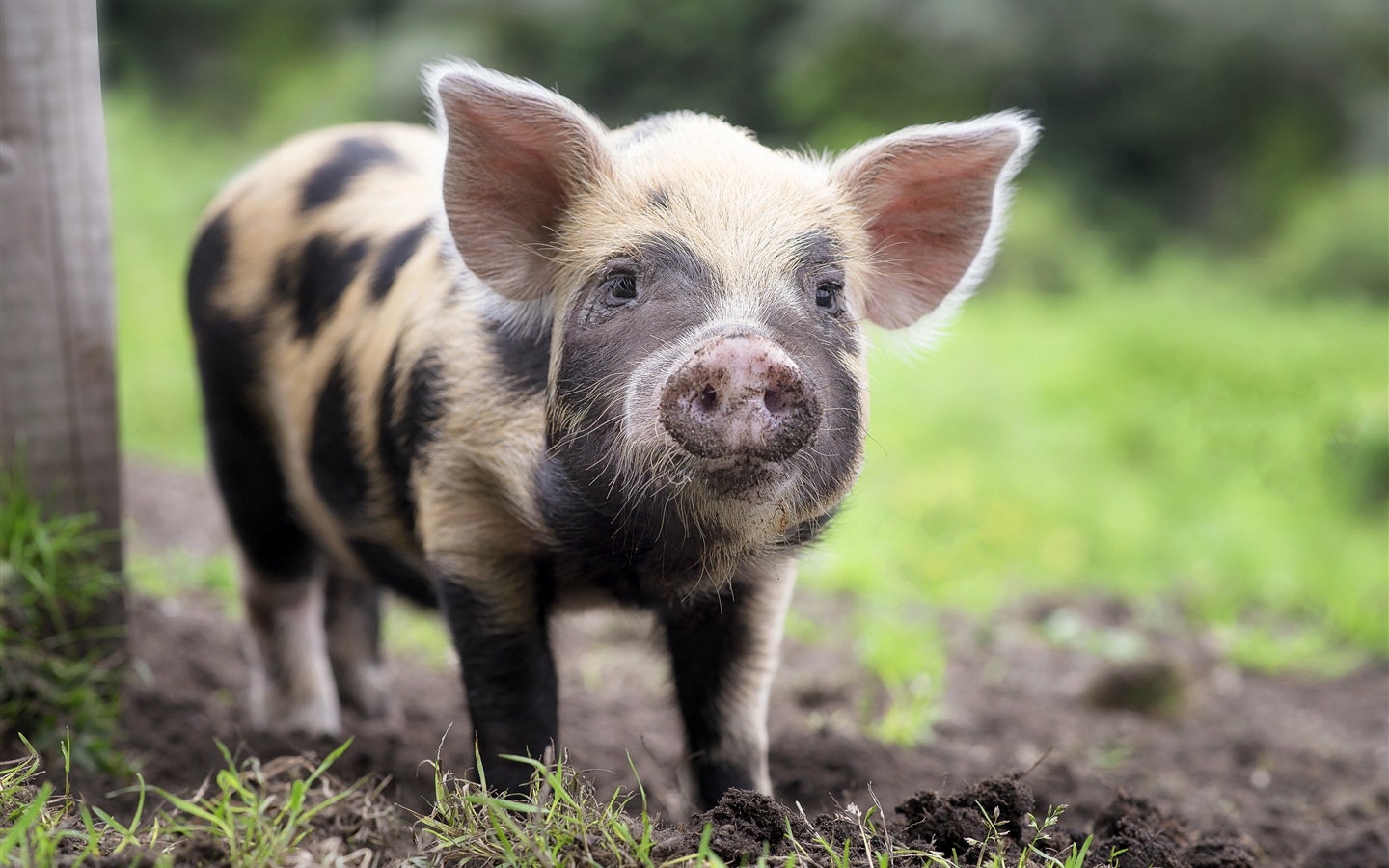 Schweinejahr über Schweine HD-Tapeten #8 - 1440x900