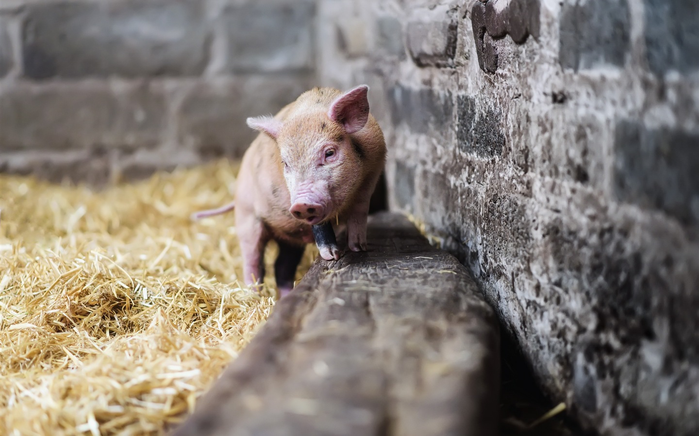 Schweinejahr über Schweine HD-Tapeten #9 - 1440x900