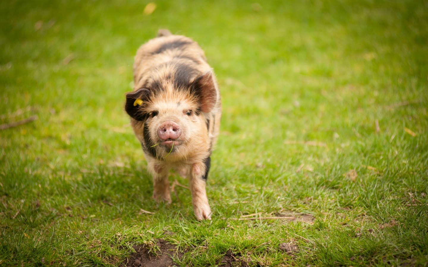 Schweinejahr über Schweine HD-Tapeten #12 - 1440x900