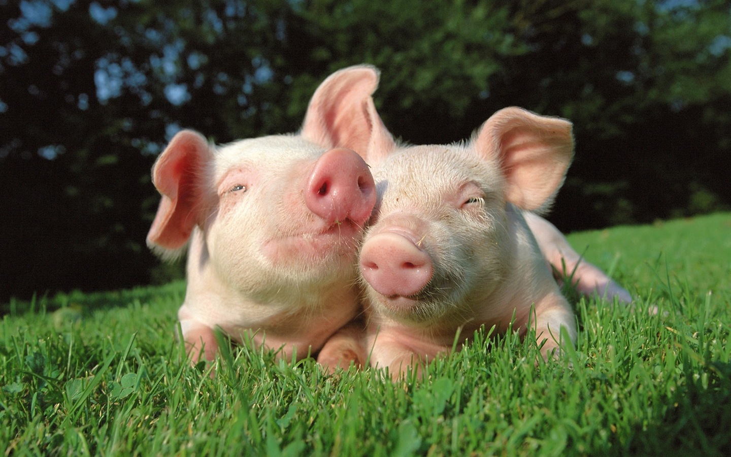 Schweinejahr über Schweine HD-Tapeten #19 - 1440x900