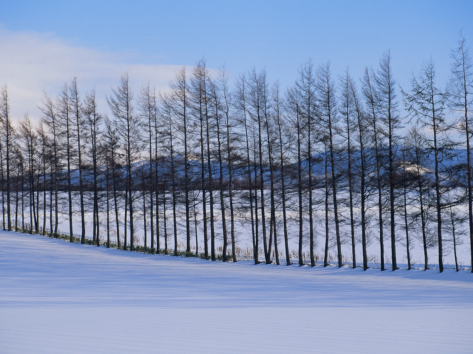 Sníh les tapety (1) #1 - 1600x1200