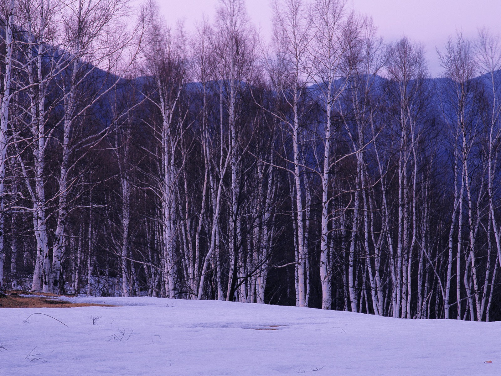 Снег лесной обои (1) #4 - 1600x1200