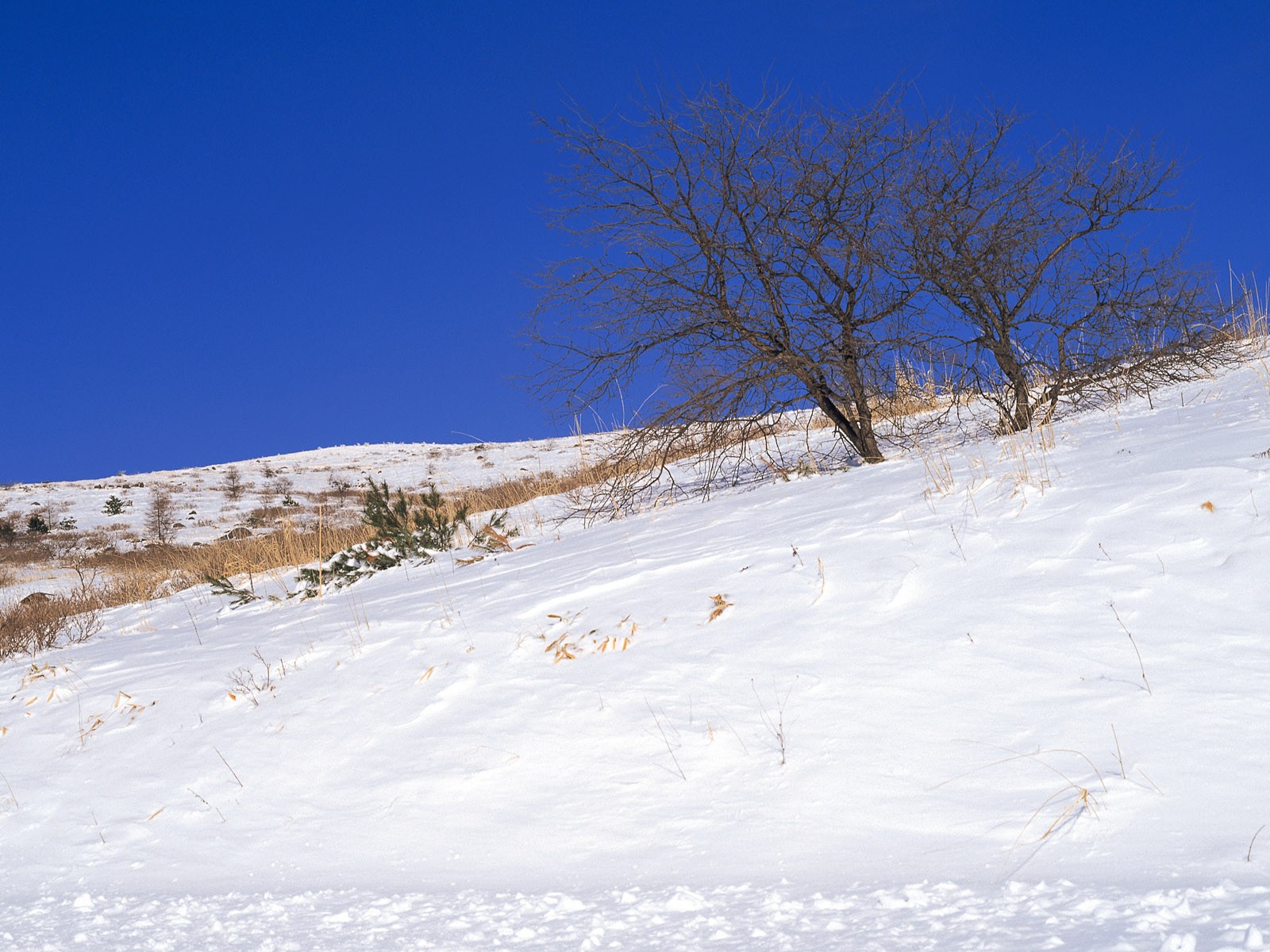 Снег лесной обои (1) #15 - 1600x1200