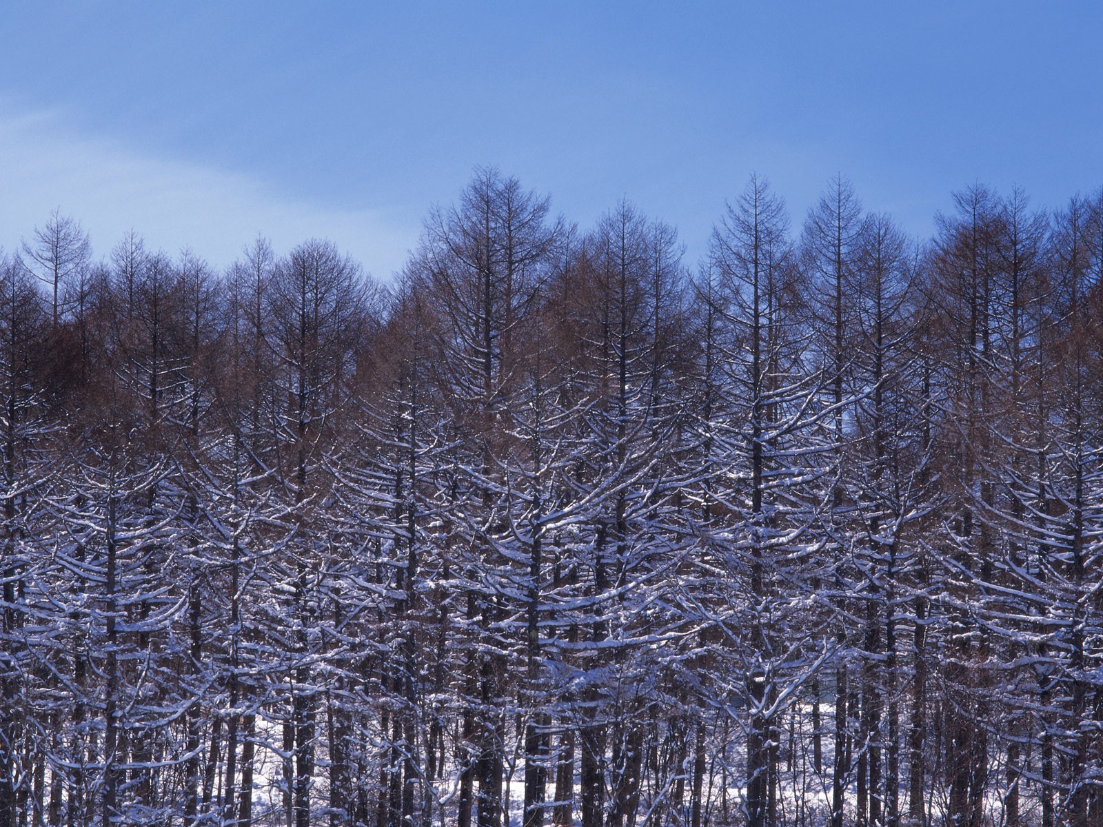 forêt, la neige fond d'écran (2) #17 - 1600x1200