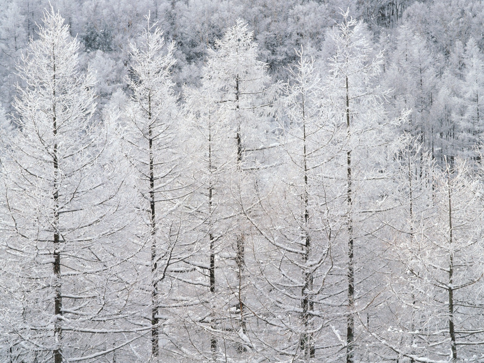 Снег лесной обои (2) #19 - 1600x1200