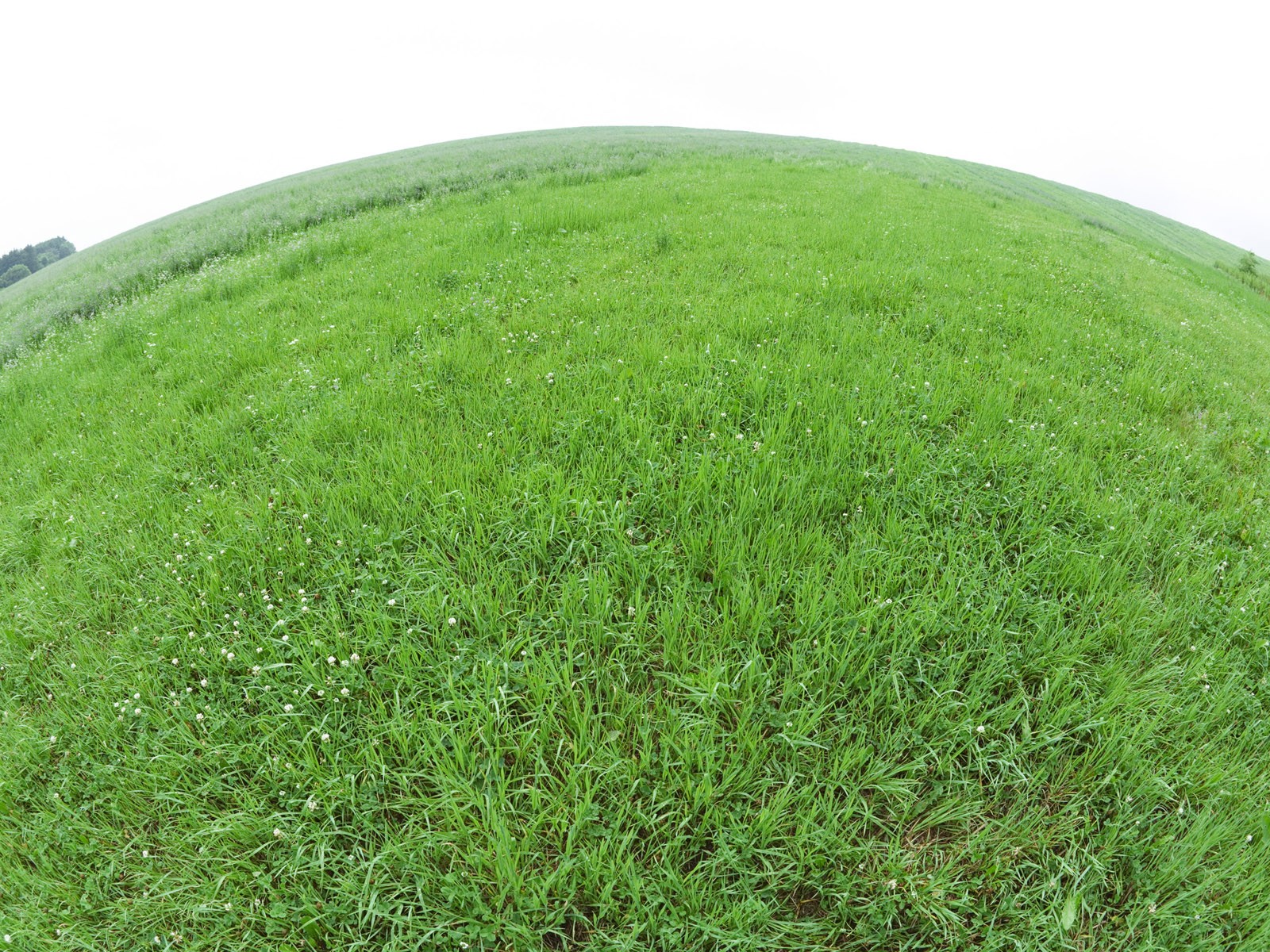 Green Grass обои (1) #11 - 1600x1200