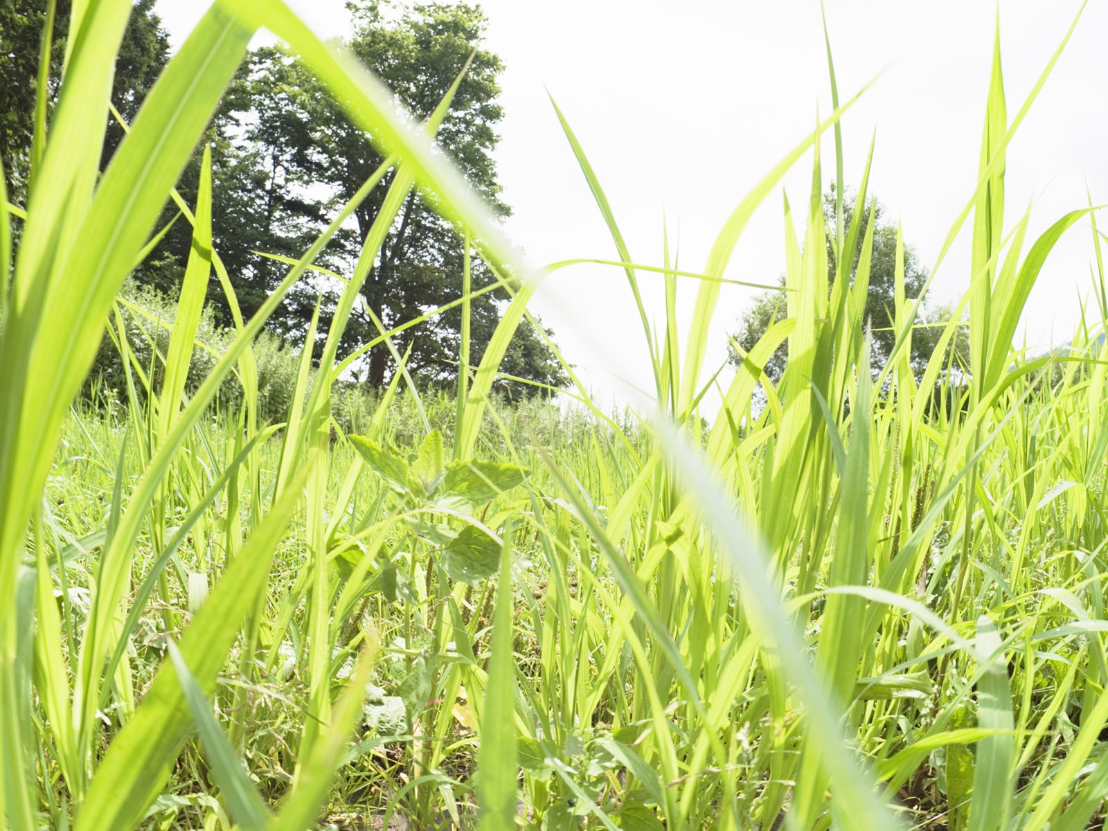 Green Grass обои (2) #5 - 1600x1200