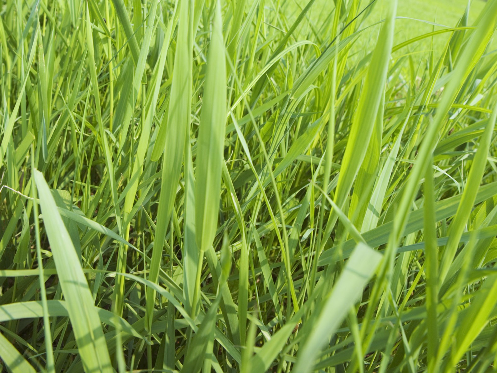 Green Grass обои (2) #11 - 1600x1200