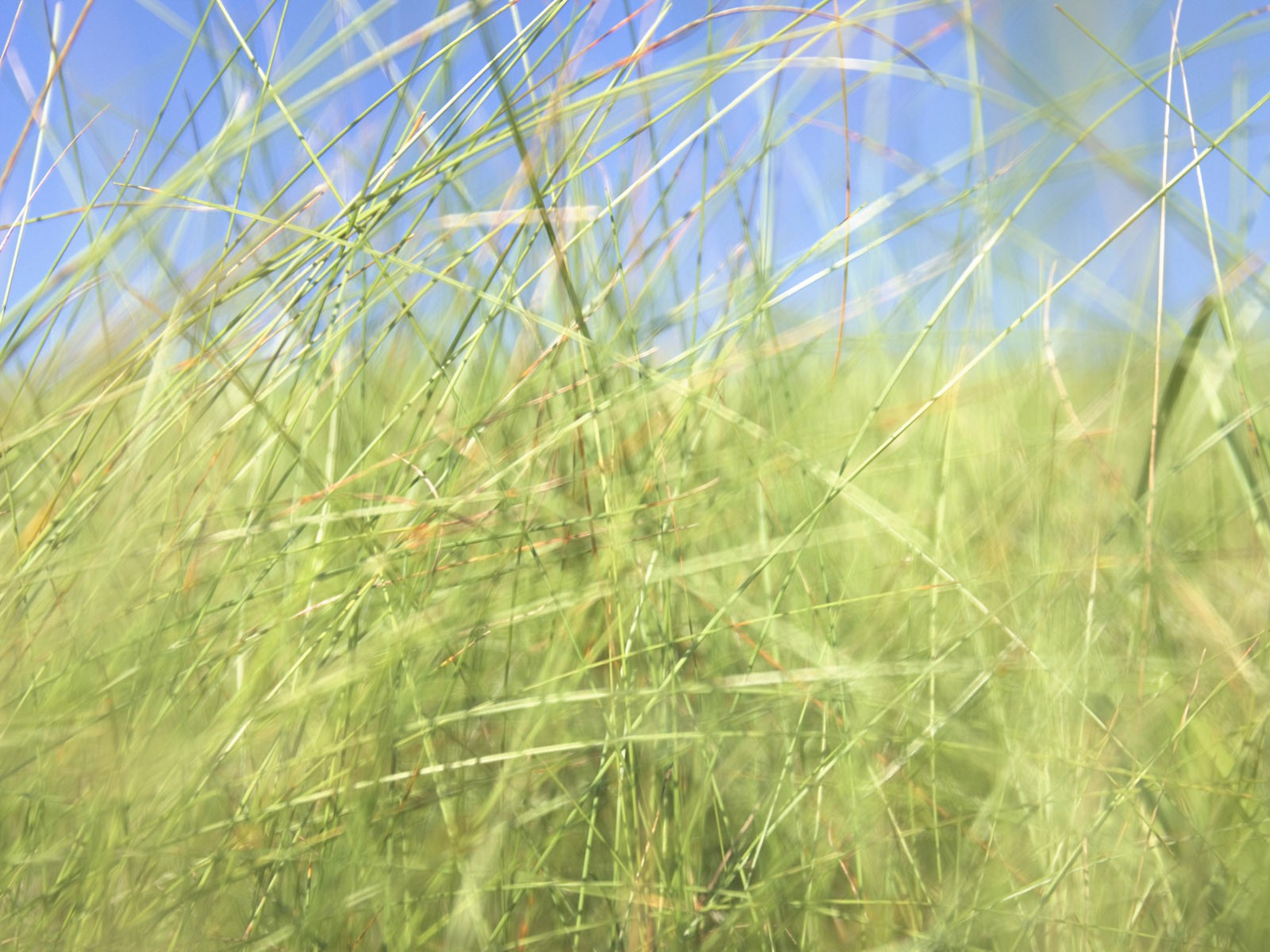 푸른 잔디의 벽지 (2) #12 - 1600x1200