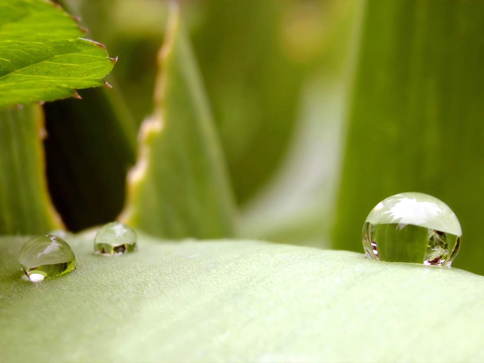  Vistaの植物の壁紙(2) #4 - 1600x1200