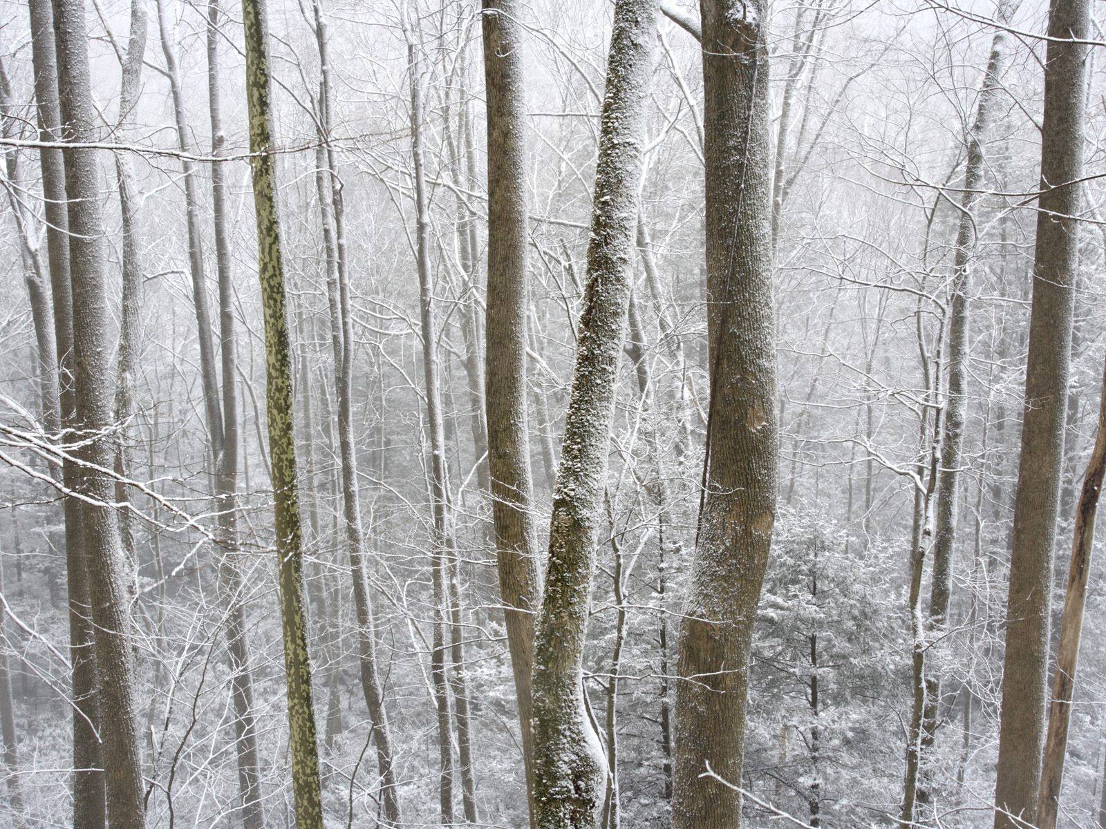Snow forest wallpaper (3) #14 - 1600x1200