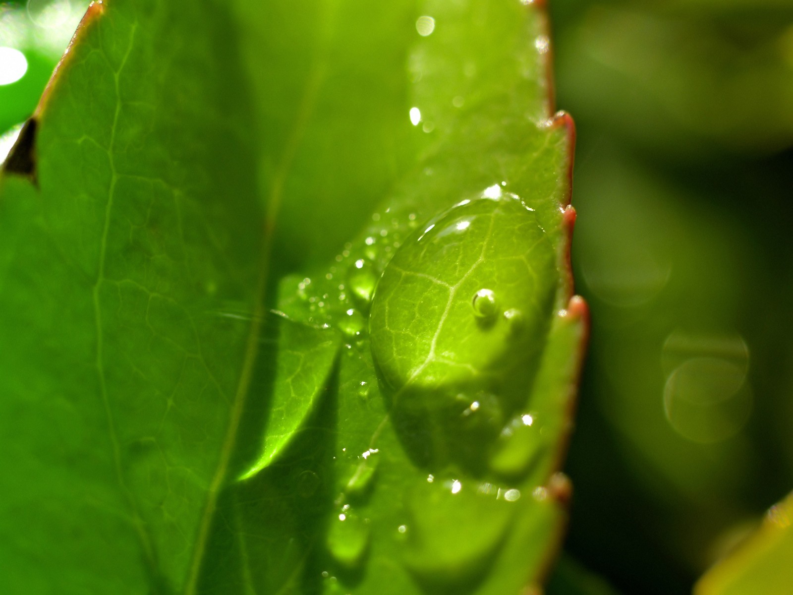  Vistaの植物の壁紙(3) #20 - 1600x1200