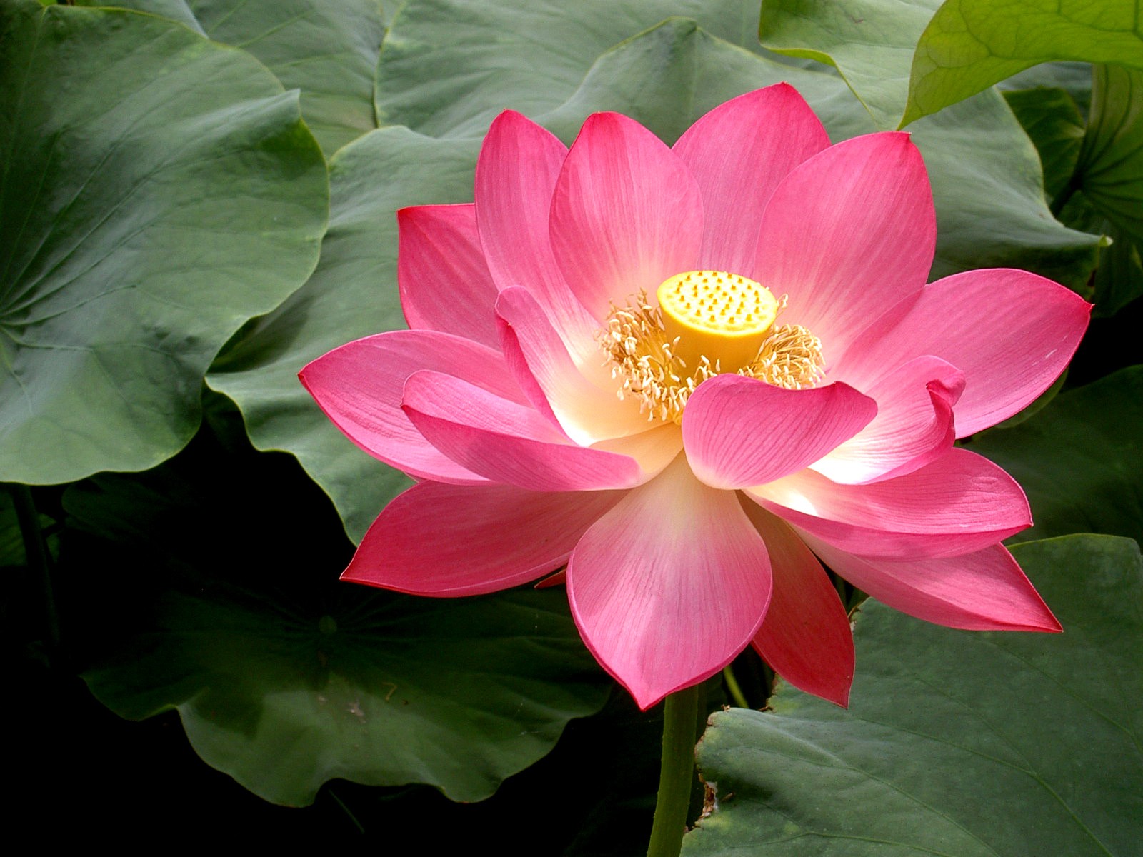 Beau fond d'écran de lotus #25 - 1600x1200