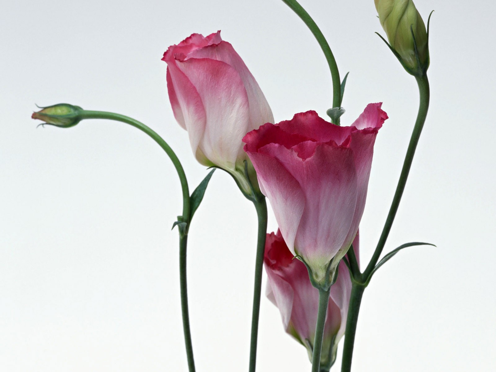 Flower Hintergrundbilder Selection (1) #2 - 1600x1200