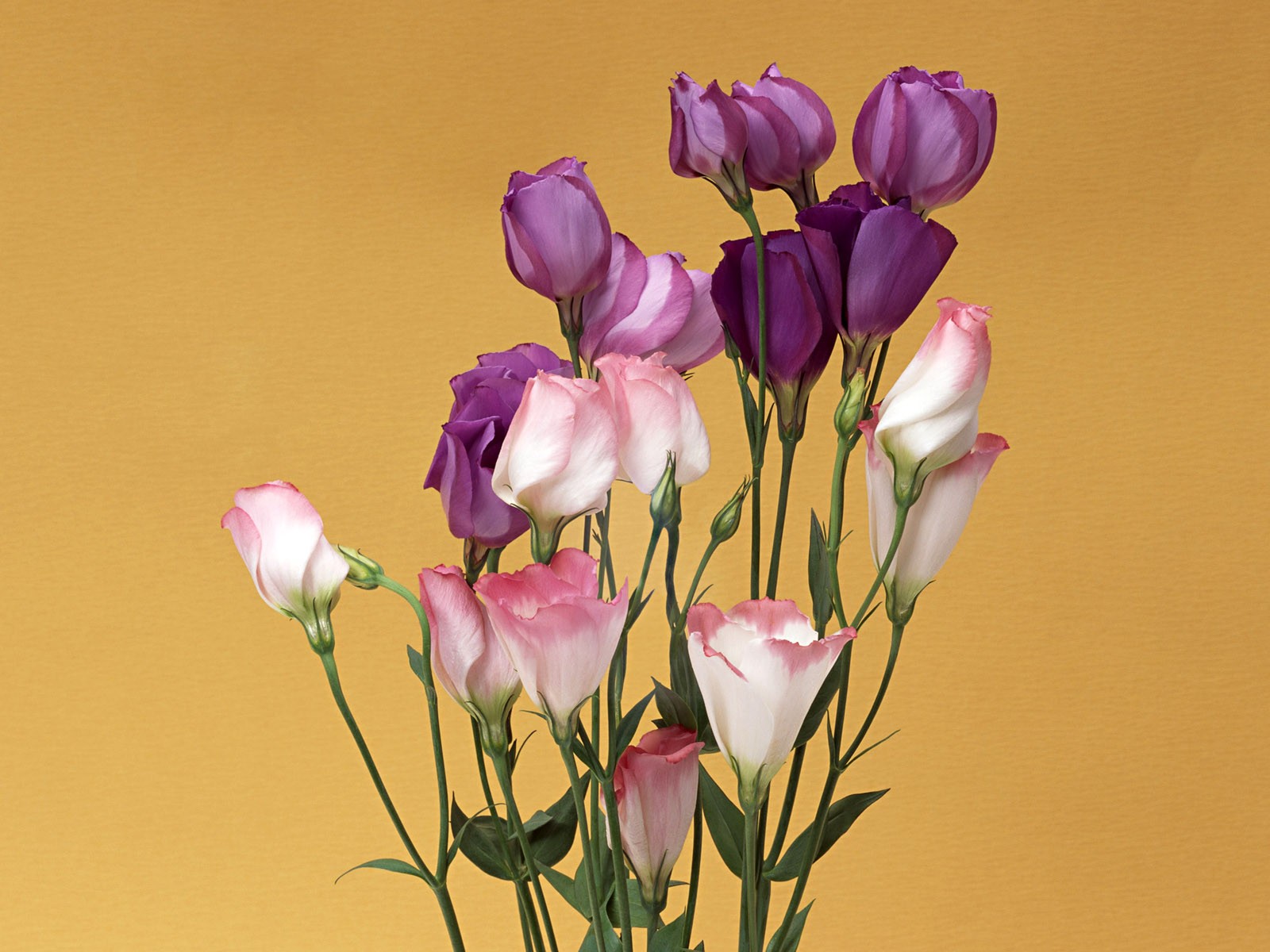 Flower Hintergrundbilder Selection (1) #3 - 1600x1200