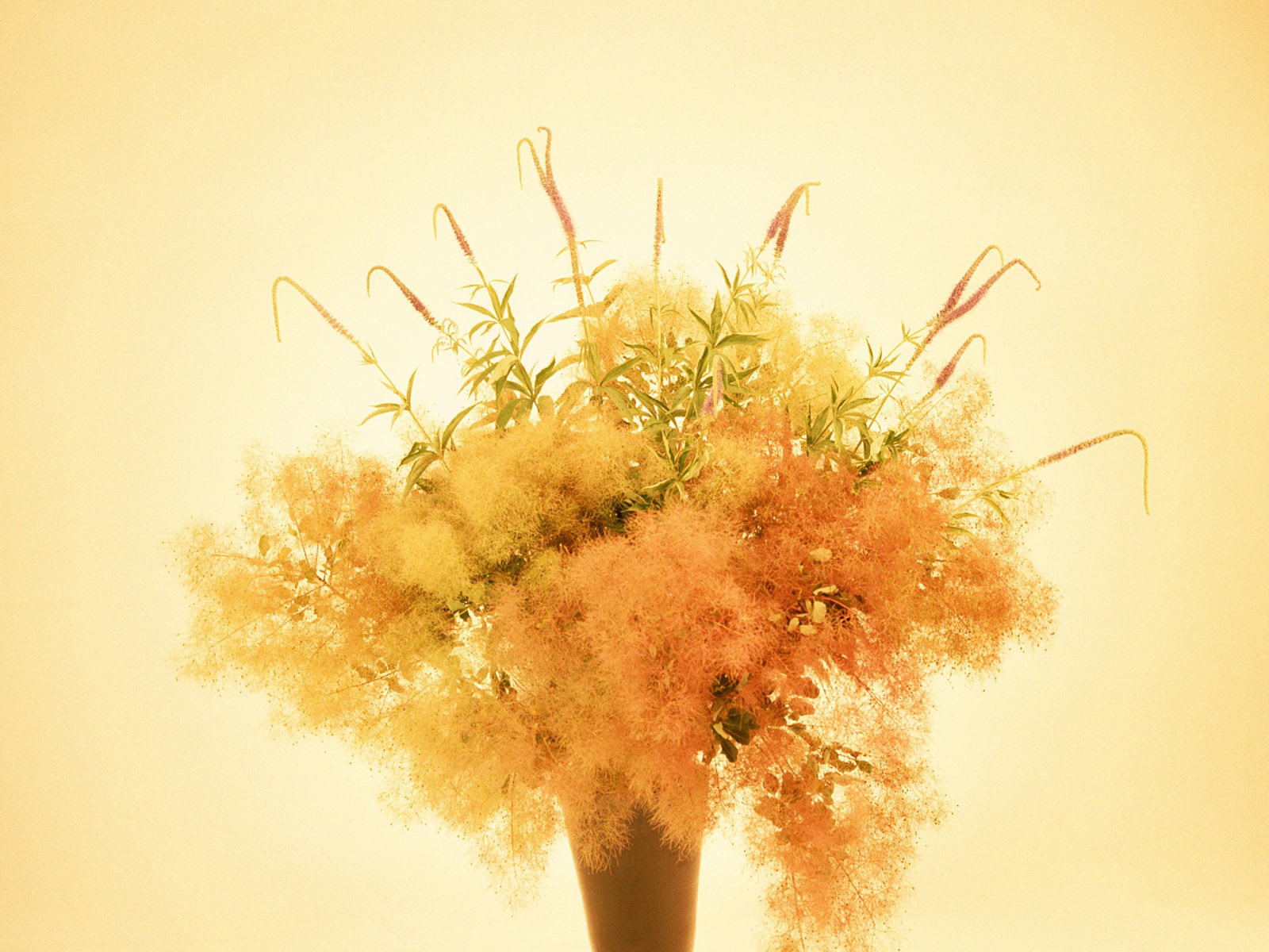 Květ Tapety na plochu výběr (1) #4 - 1600x1200