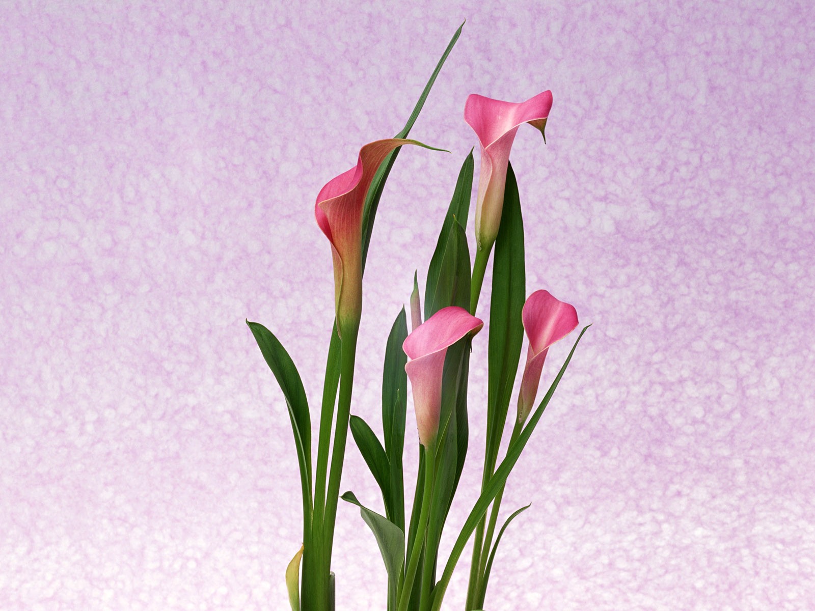 Flower Hintergrundbilder Selection (1) #26 - 1600x1200