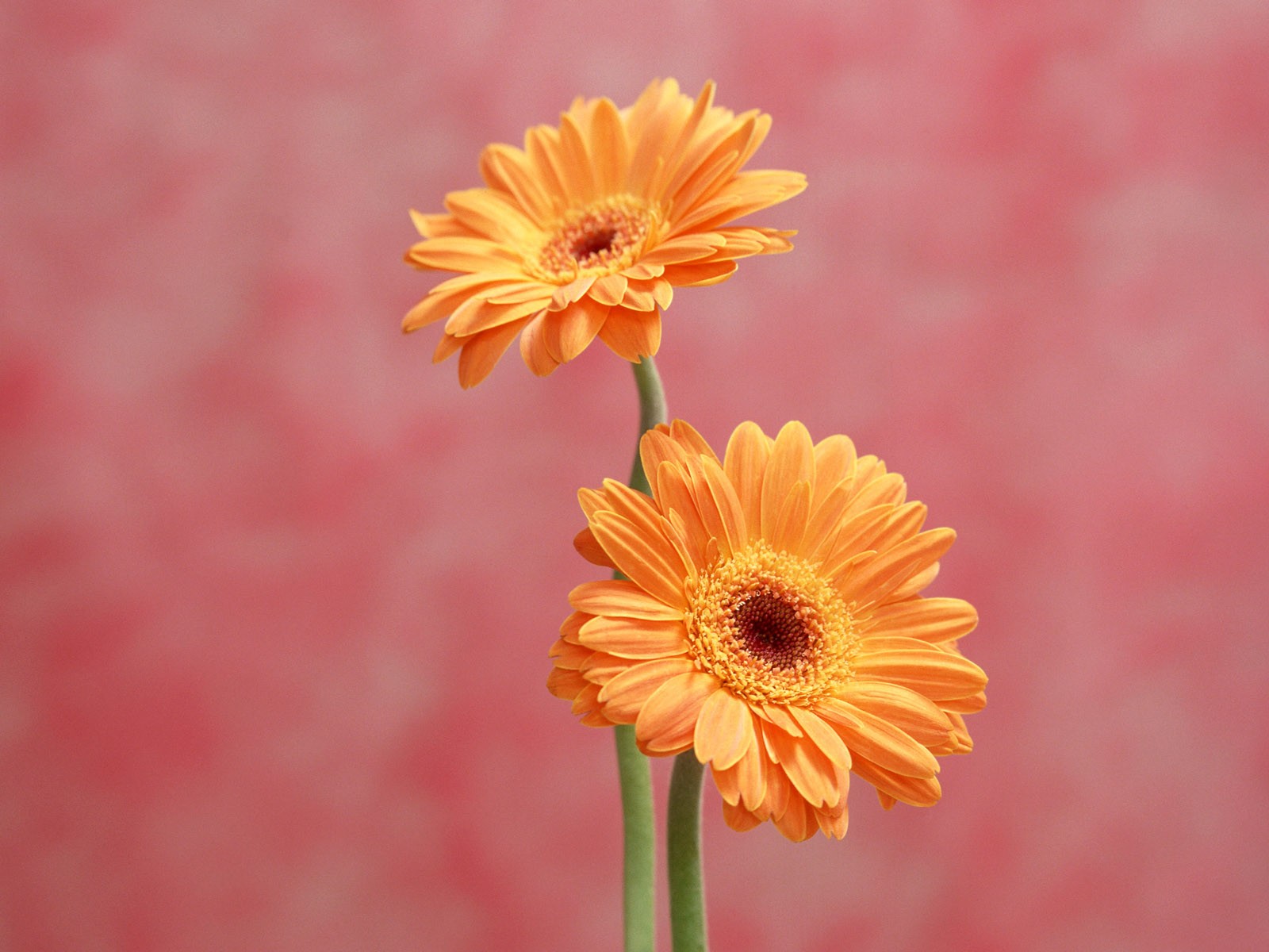 Flower Hintergrundbilder Selection (1) #38 - 1600x1200