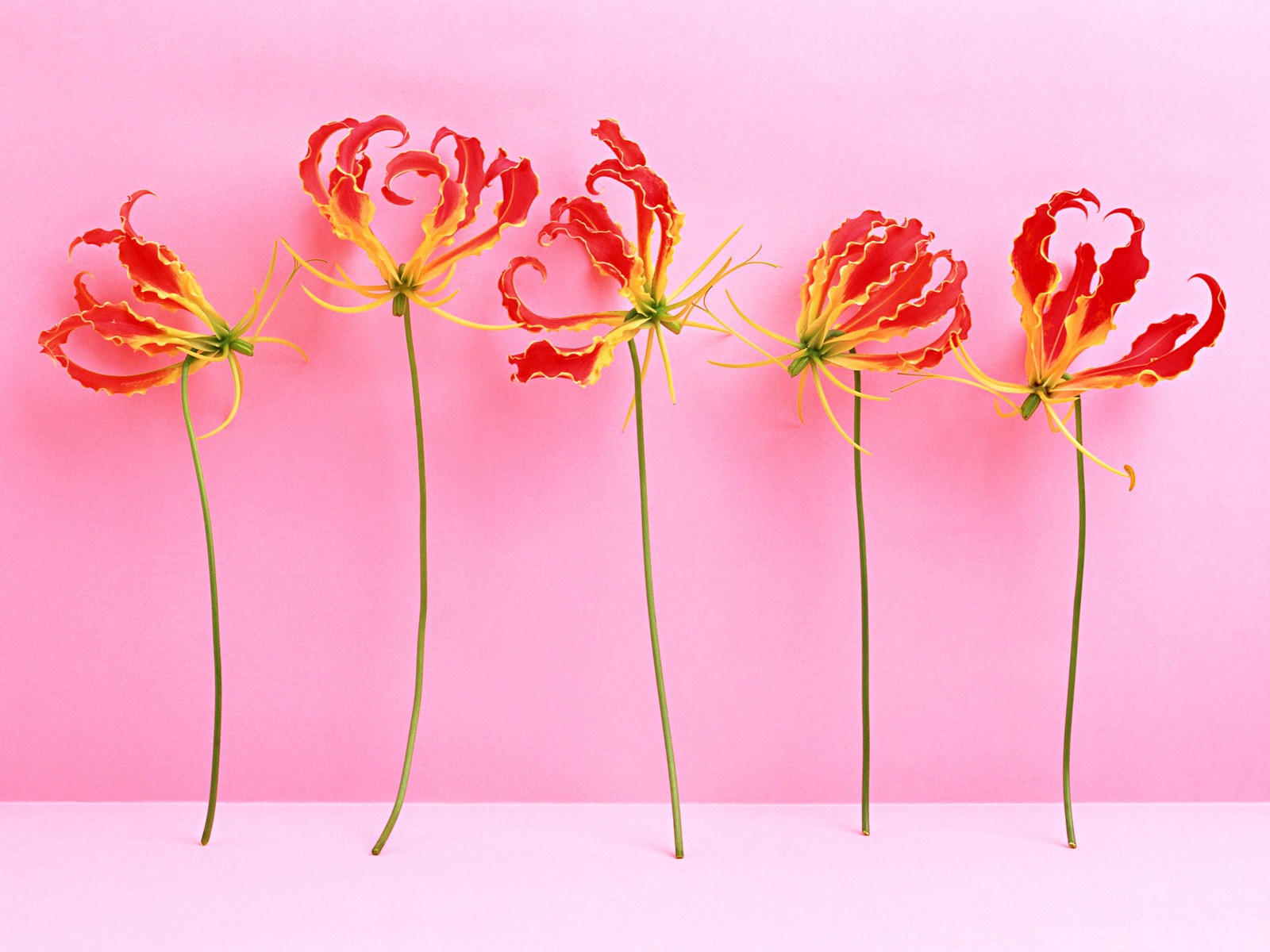 Flower Hintergrundbilder Selection (2) #5 - 1600x1200