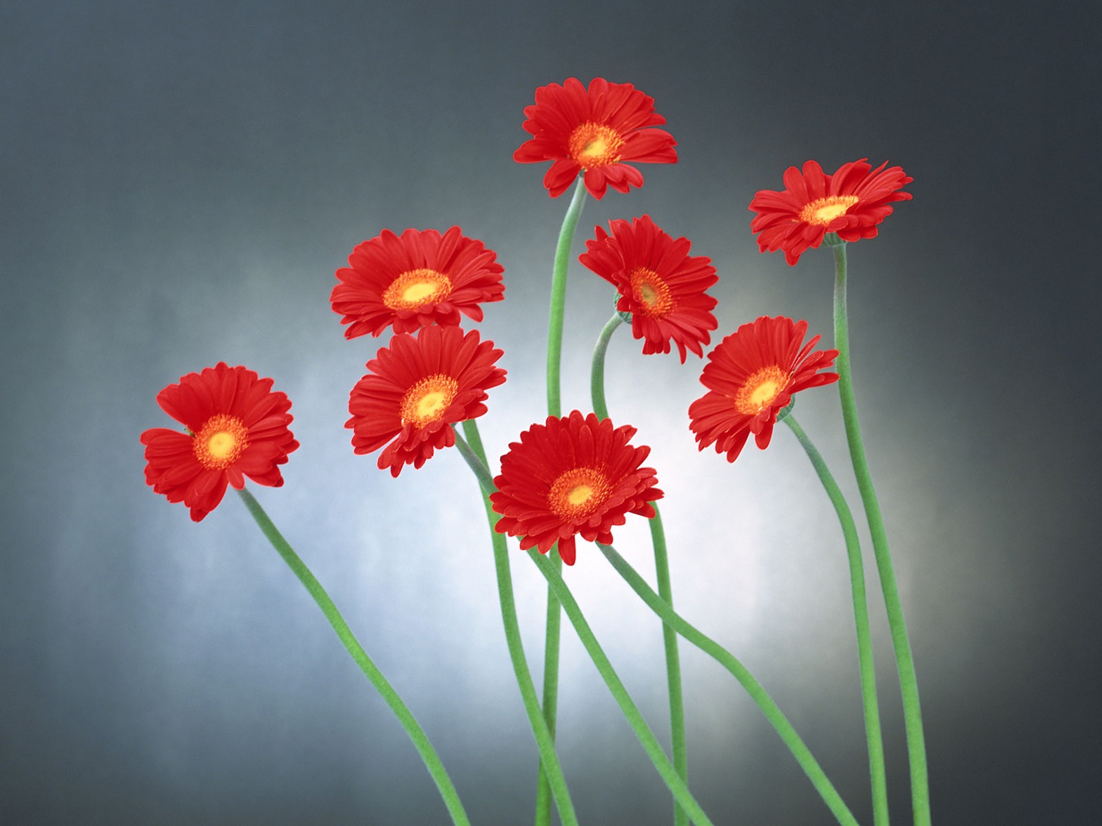 Flower Hintergrundbilder Selection (2) #10 - 1600x1200