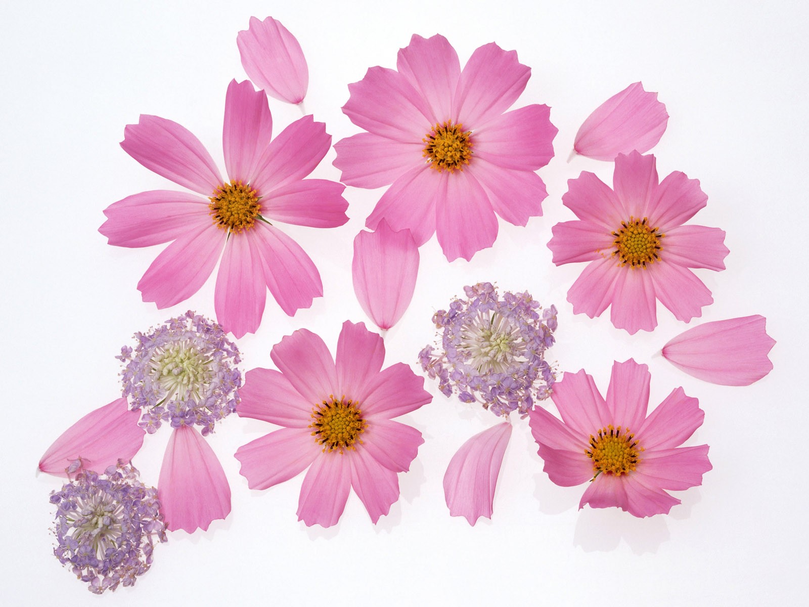 Flower Hintergrundbilder Selection (2) #11 - 1600x1200