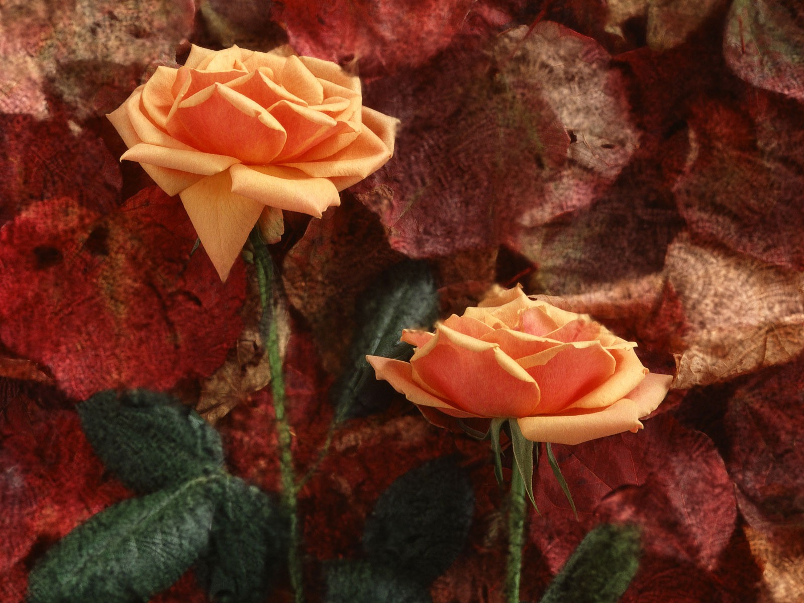 Flower Hintergrundbilder Selection (2) #18 - 1600x1200